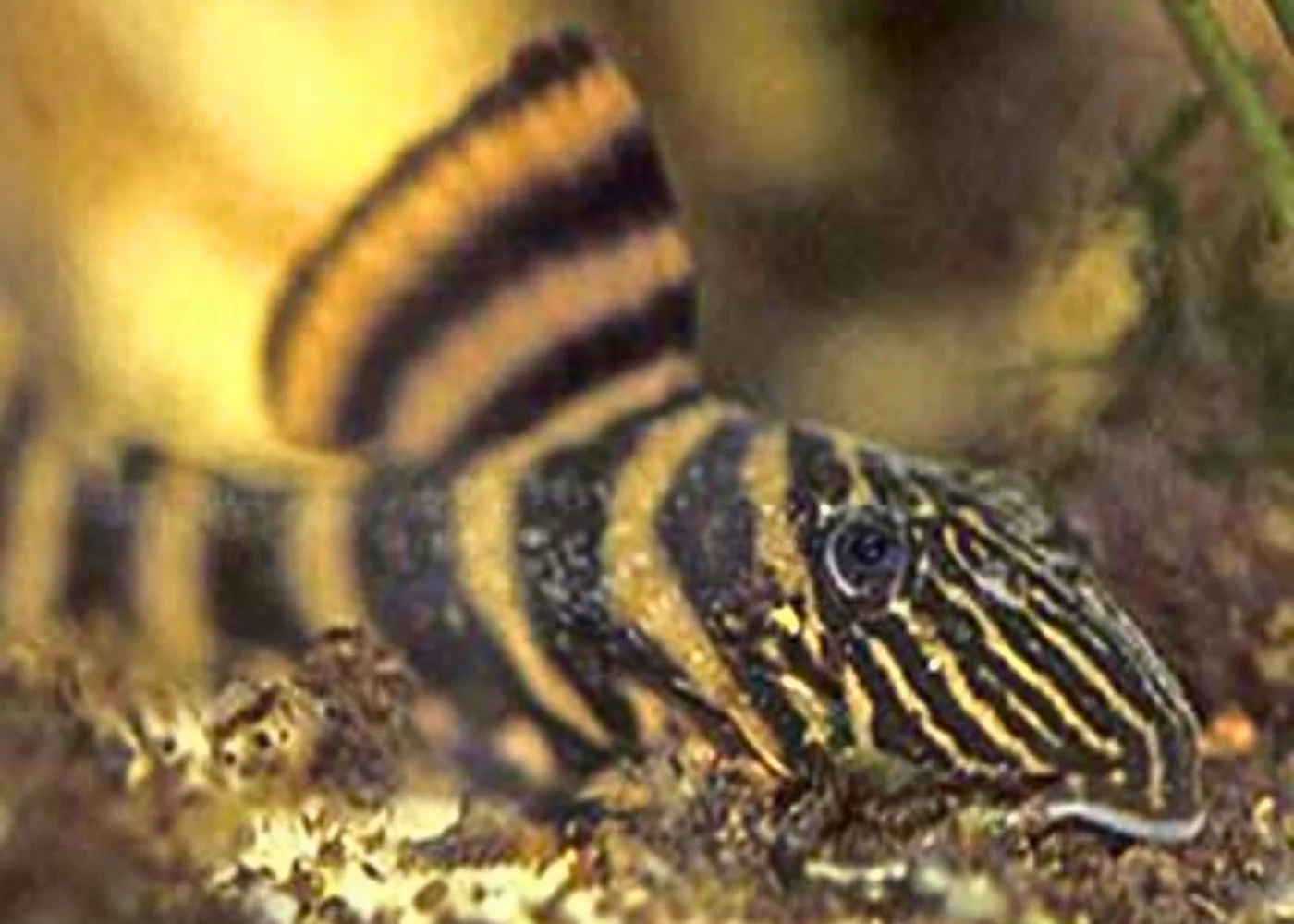 Pleco - Panaqolus Tiger Pleco L002 - Image 2