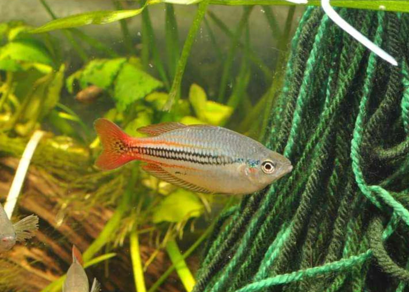 Rainbowfish - Australis - Image 2