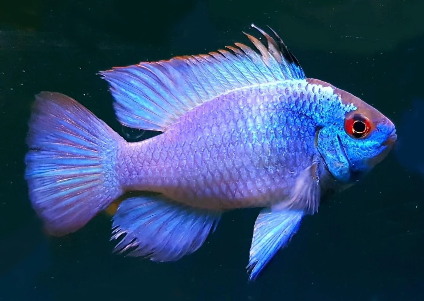 Ram Electric Blue - 3For$50