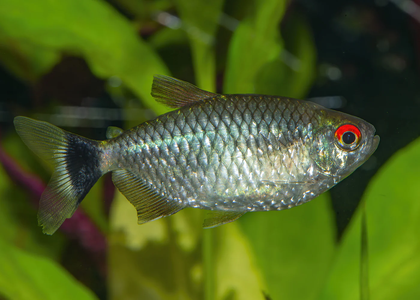 Red Eye Tetra - Special 6 for $24