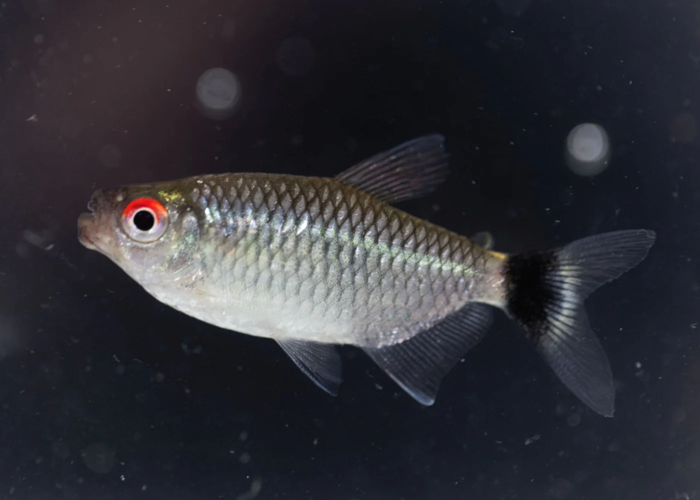 Red Eye Tetra - Special 6 for $24 - Image 2