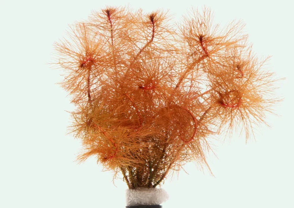 Red Myro - Image 2