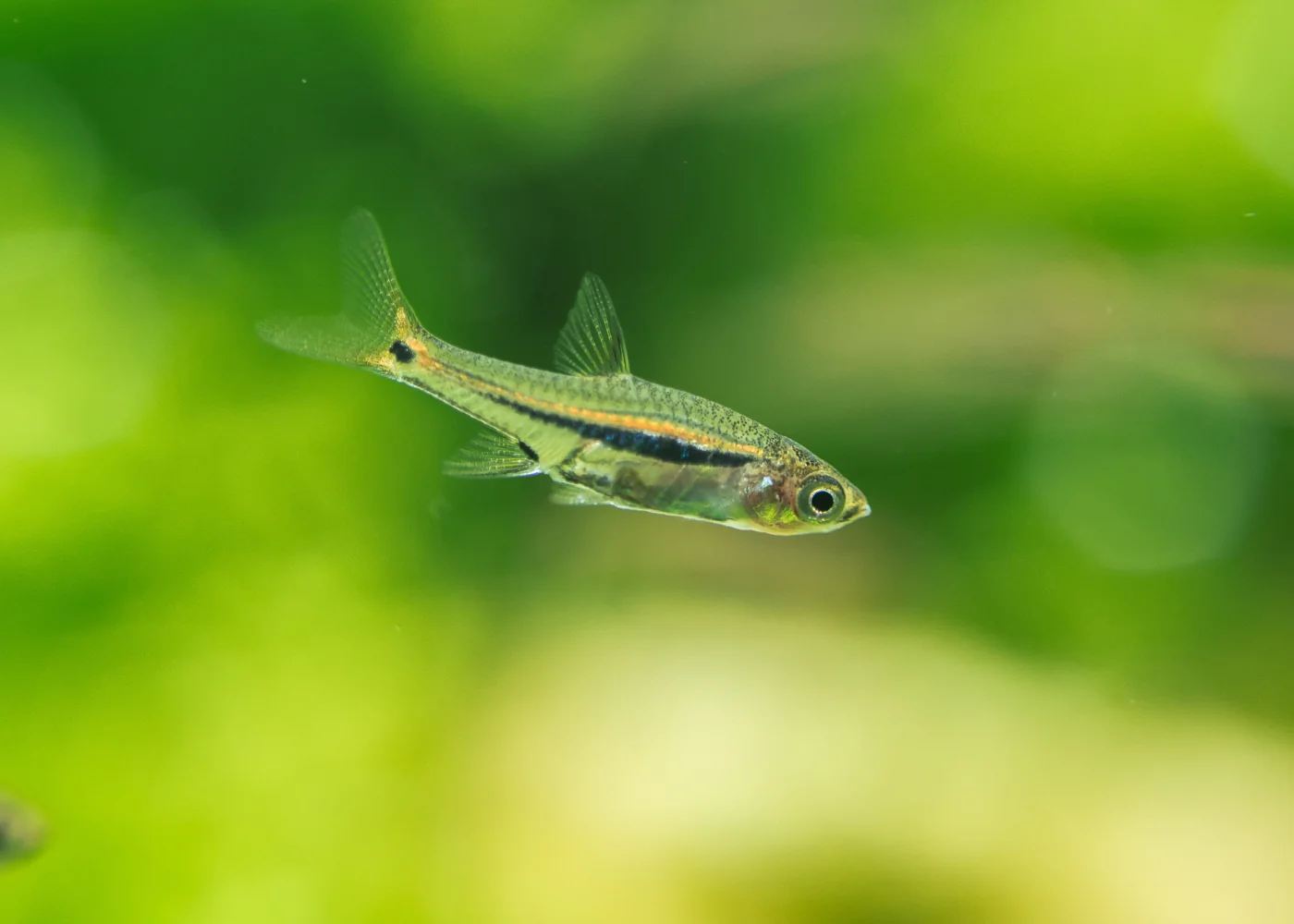 Red Tail Rasbora Special 6 for $18