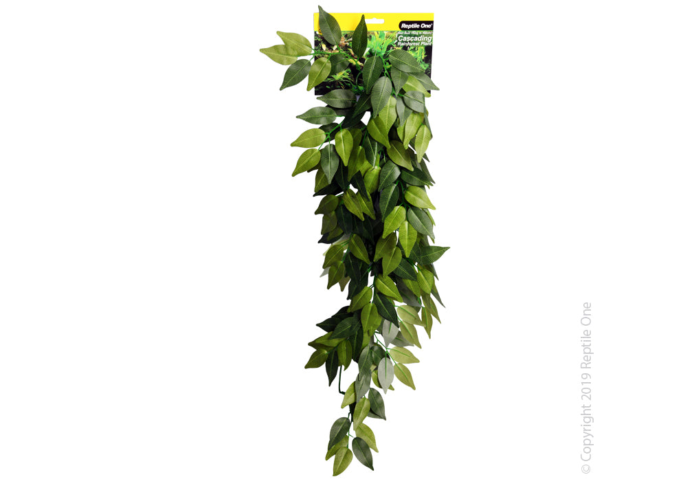 Reptile One Varigated Ivy Cascading Plant Green - Image 2