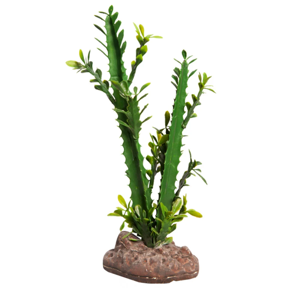 Reptile Plant Euphorbia Trigona
