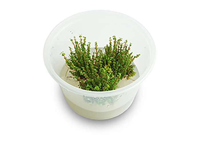 Rotala Macranda (Pearl) Tissue Culture