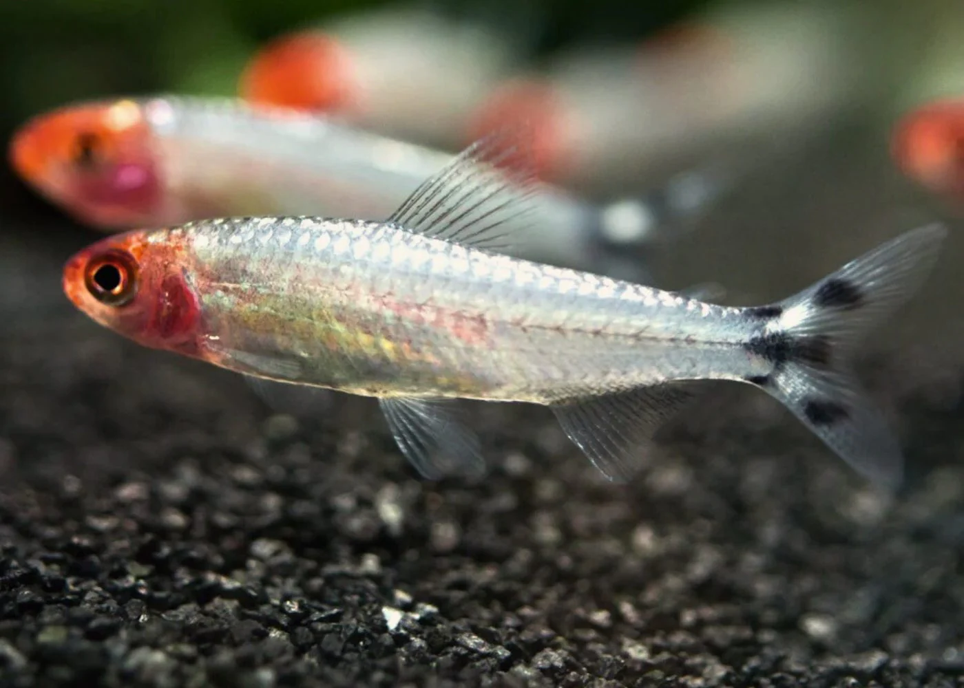 Rummynose Tetra - Diamond Head - Special 6 for $30