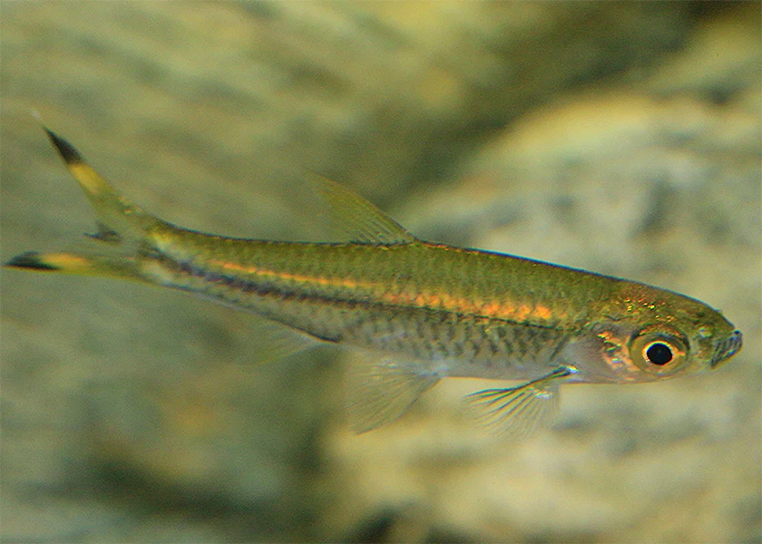 Scissortail Rasbora Special (6 for $20) - Image 2