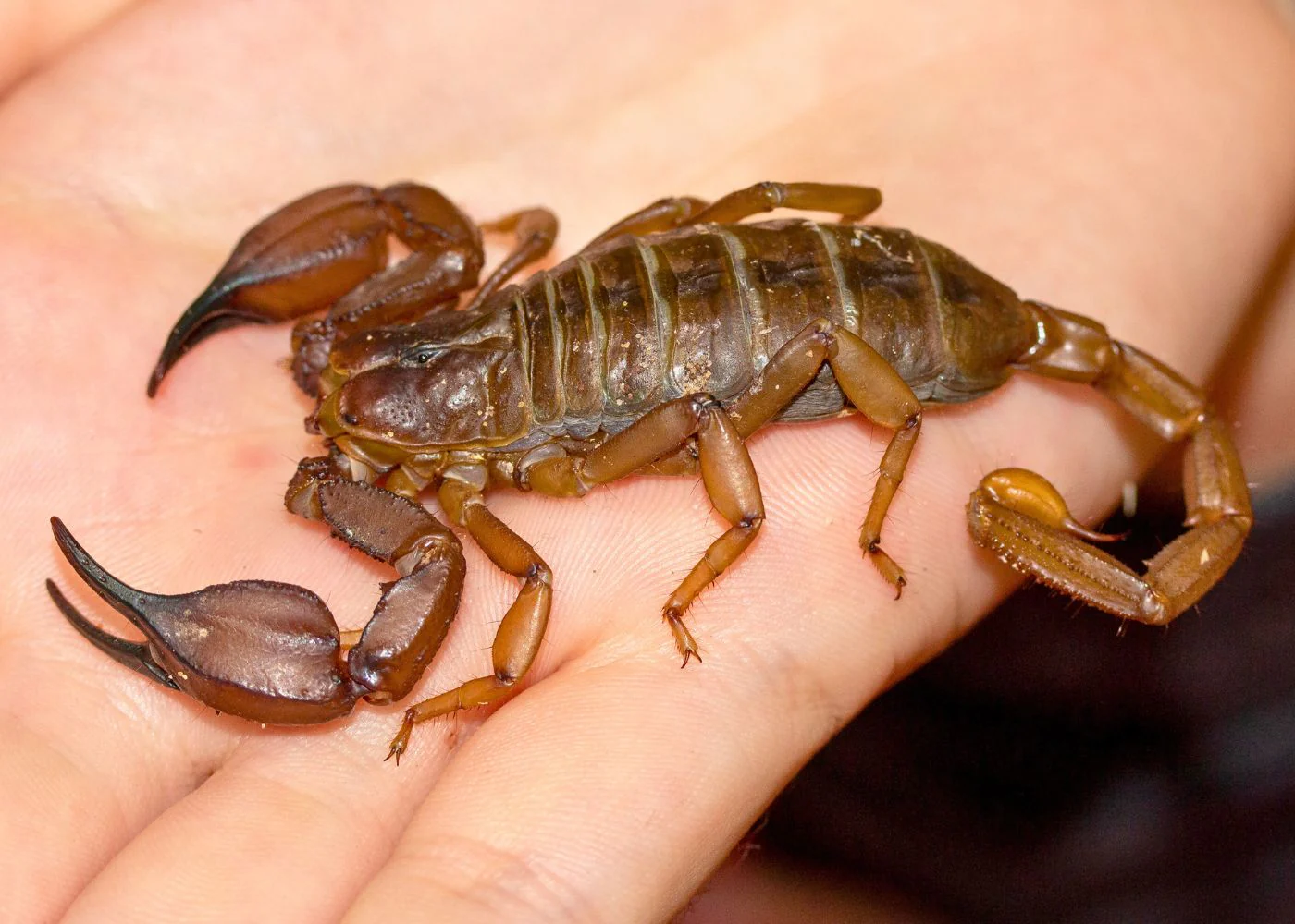 Scorpion - Flinders Rangers Medium