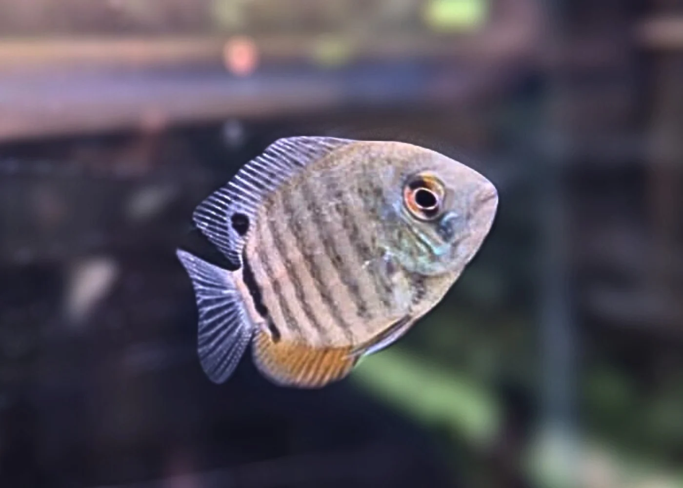 Severum - Blue - Image 2