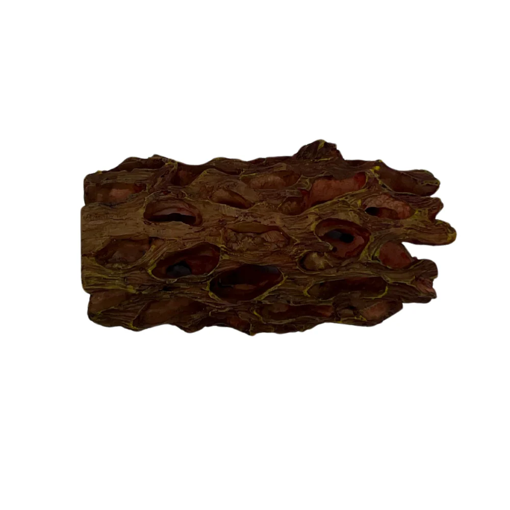 Shrimp Cholla Log - Image 2