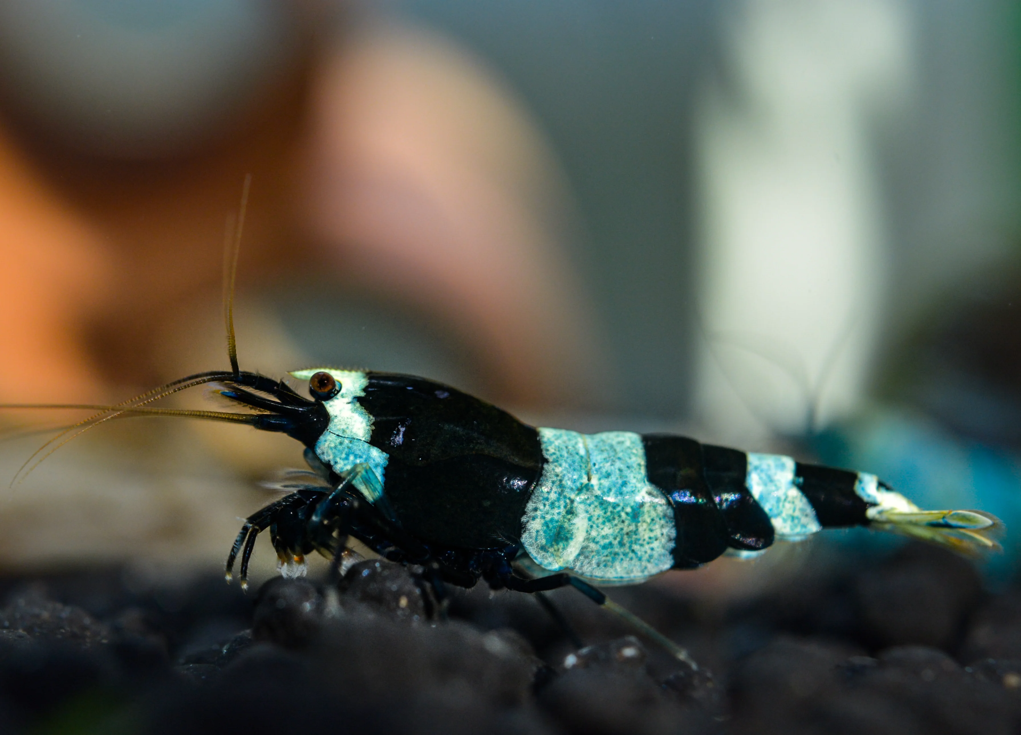 Shrimp - Shadow Panda