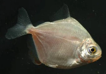 Silver Dollar - Image 2