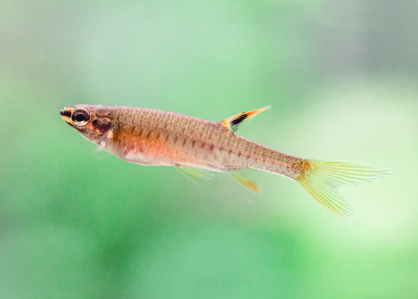 Splashing Tetra C. Gutatta