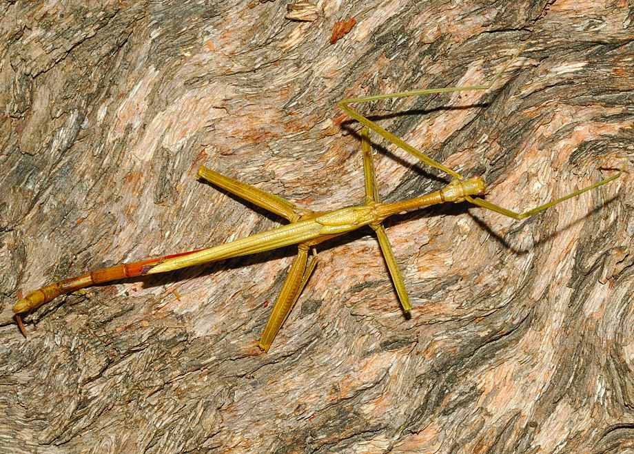 Stick Insect - Violet Winged - Image 3