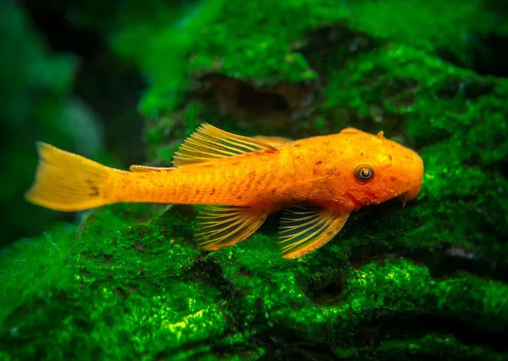 Super Red Bristlenose - Image 3