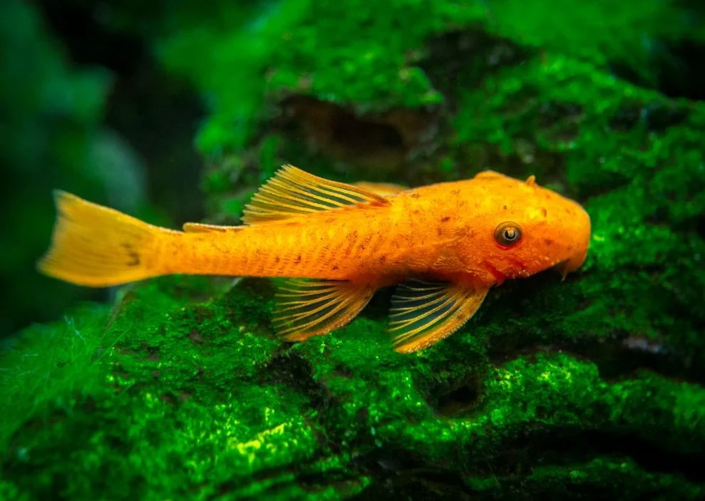 Super Red Bristlenose - Special 5 for $125 - Image 2