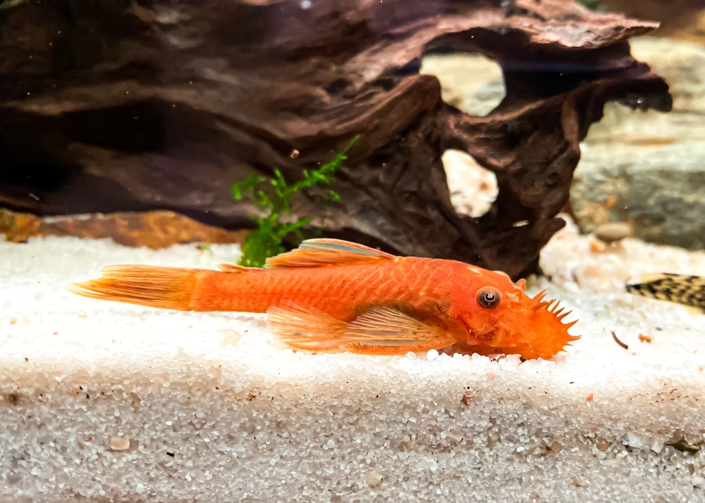Super Red Bristlenose - Special 5 for $125 - Image 3
