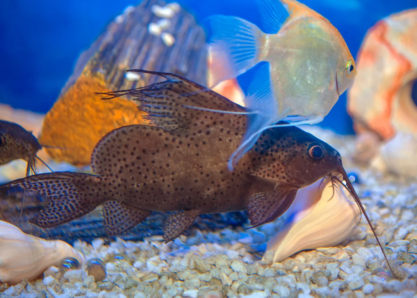 Synodontis Eupterus - Featherfin Cat - Image 2