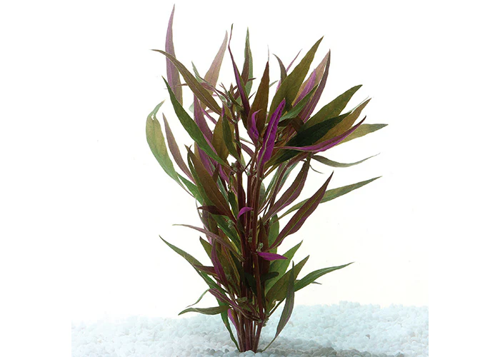 Telanthera