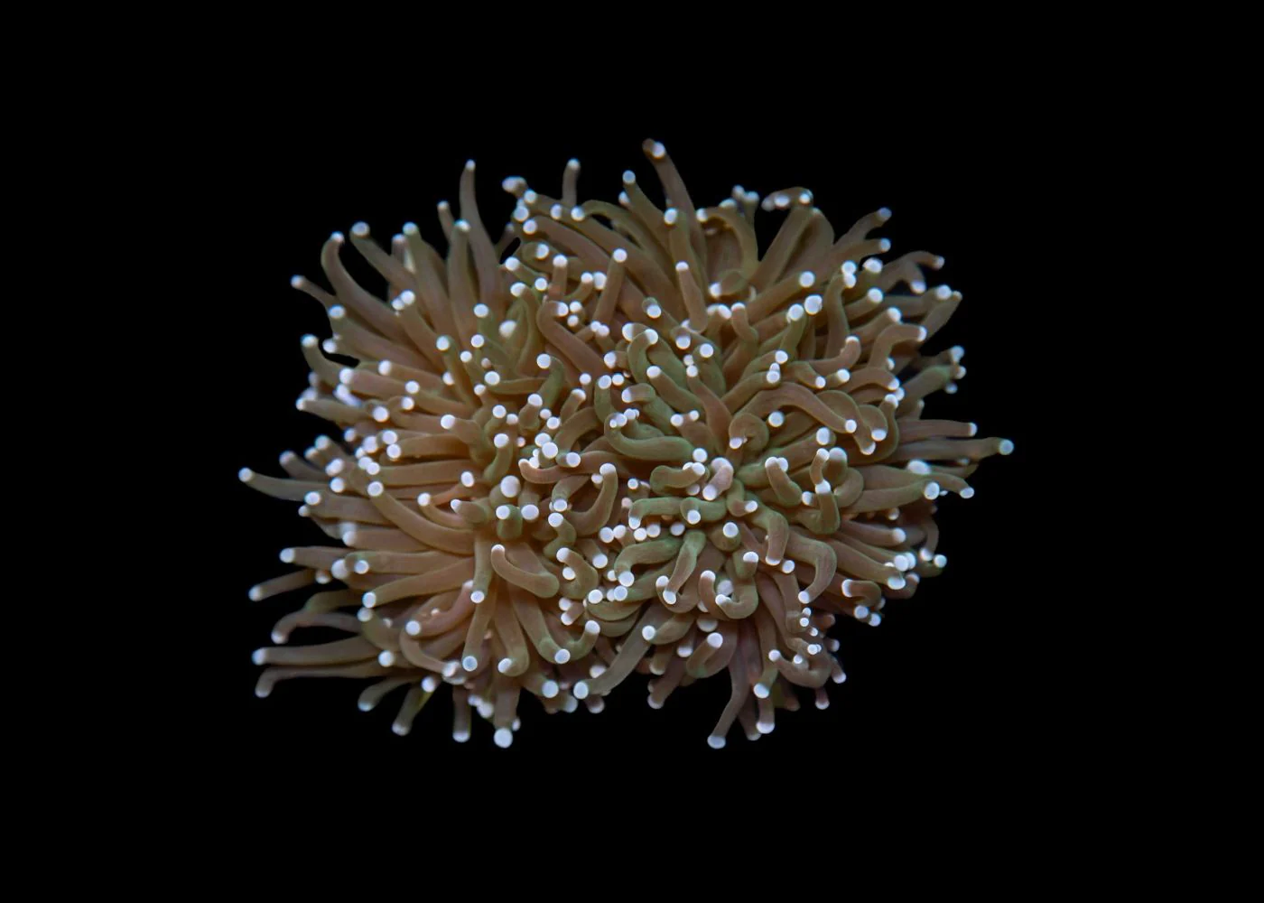 Medium Torch Coral (Euphyllia glabrescens) - Assorted (WA)