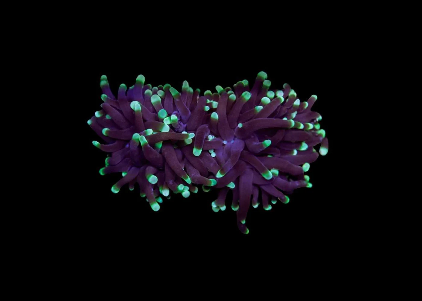 Medium Torch Coral (Euphyllia glabrescens) - Assorted (WA) - Image 2