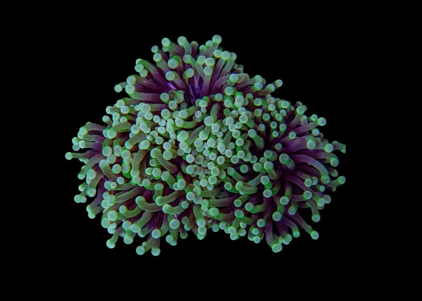 Medium Torch Coral (Euphyllia glabrescens) - Assorted (WA) - Image 3