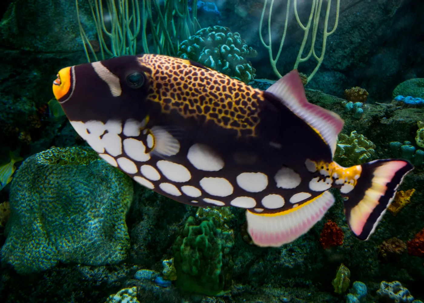 Trigger Fish - Clown - Image 2