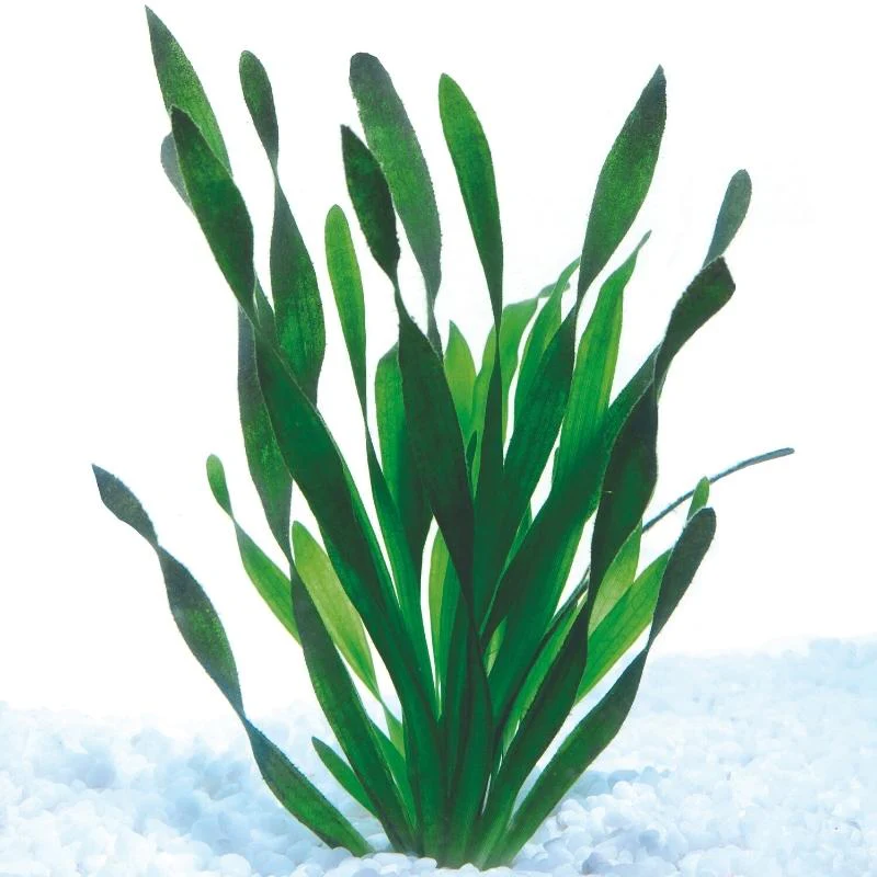 Twisted Vallisneria