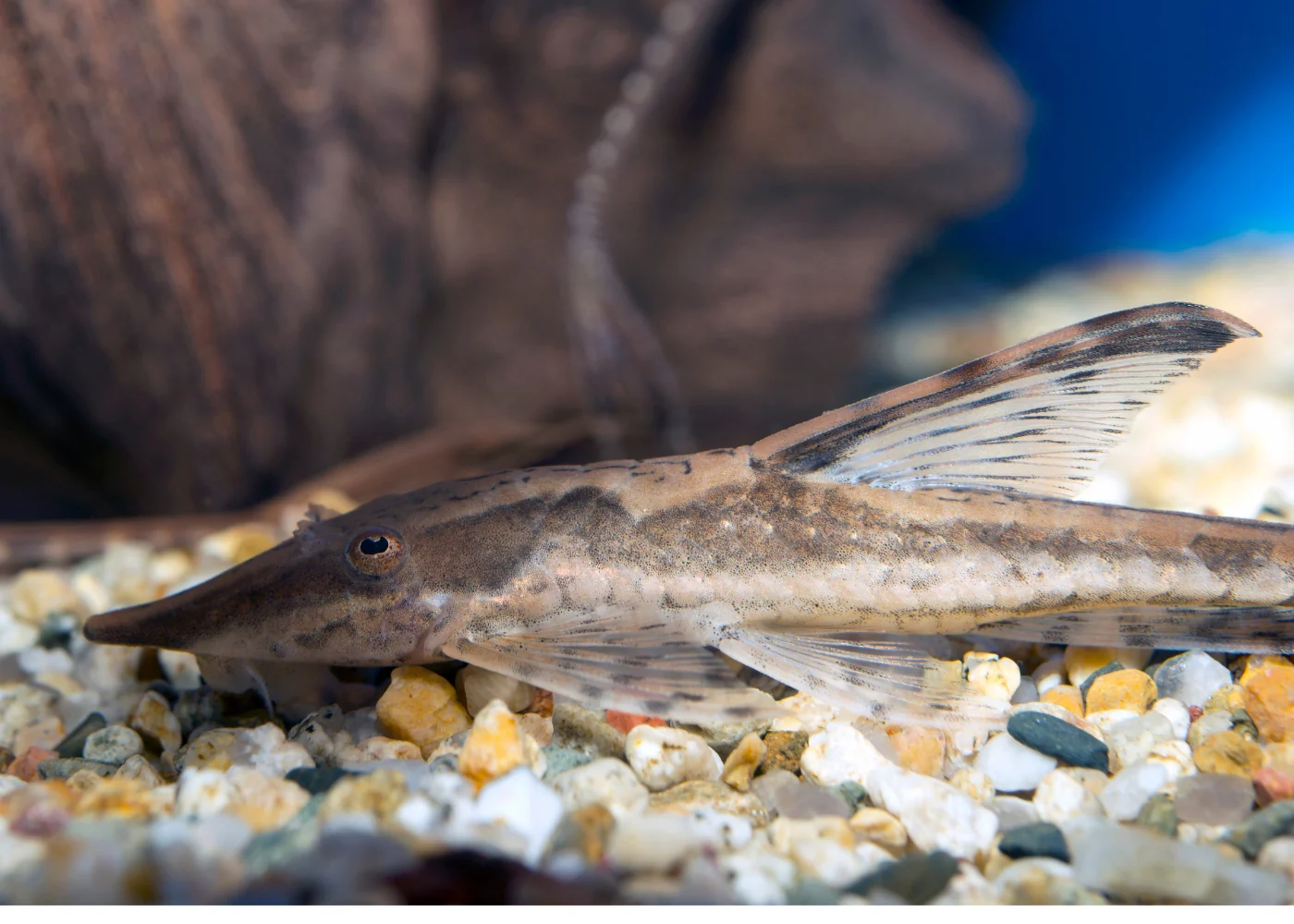 Whiptail Catfish - Royal - Special 3 for $65 - Image 2