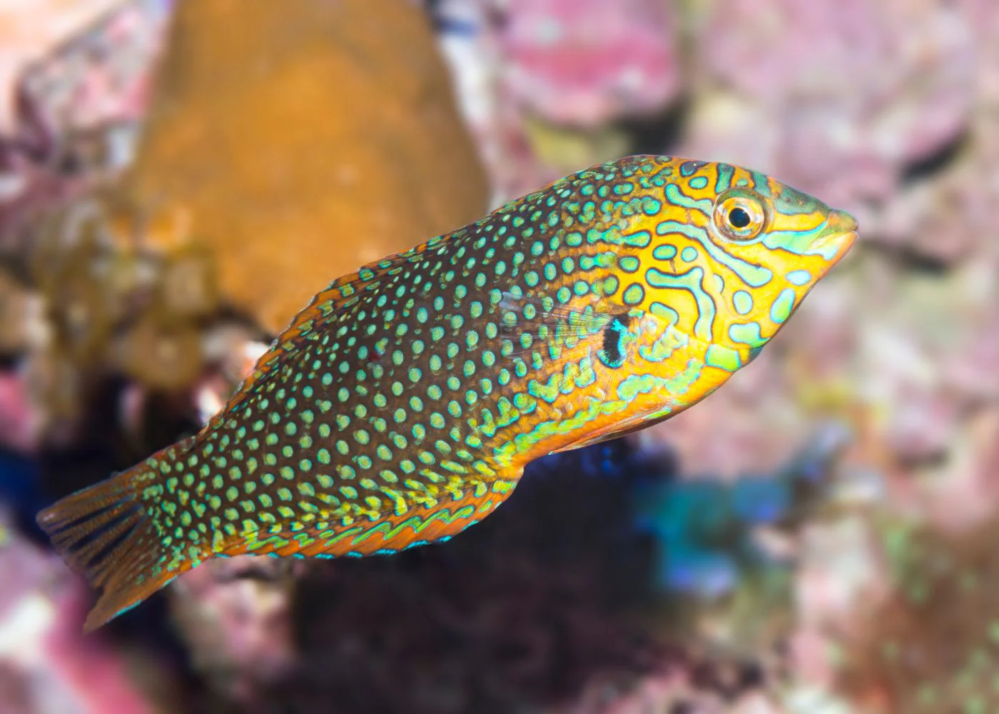 Wrasse - Green Leopard
