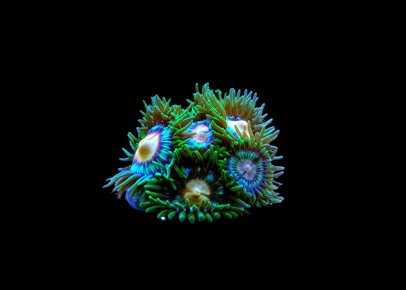 Zoanthids - Assorted Small - Image 2